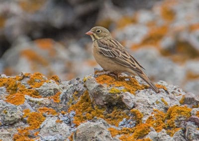 Bruant ortolan, oiseau chassé pour sa chair - Instinct Animal