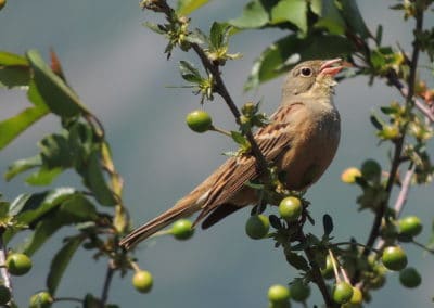 Bruant ortolan, oiseau chanteur - Instinct Animal