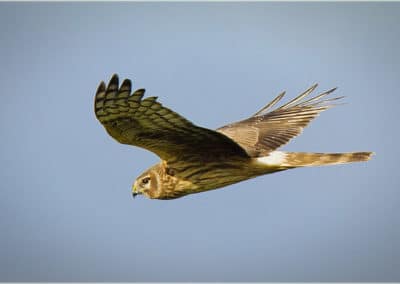 Busard Saint-Martin femelle en vol, oiseau rapace - Instinct Animal