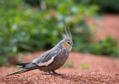 Calopsitte élégante, perruche, perroquet - Instinct Animal