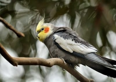 Calopsitte élégante, perruche, oiseau domestique - Instinct Animal