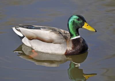 Canard colvert mâle sur l'eau - Instinct Animal