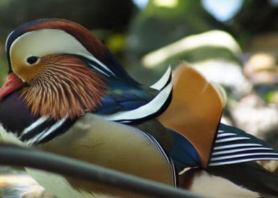 Canard mandarin mâle au plumage coloré - Instinct Animal