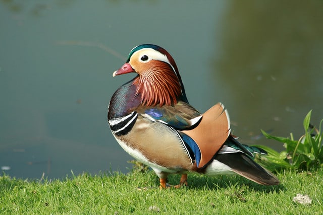 Canard mandarin : le joli petit canard