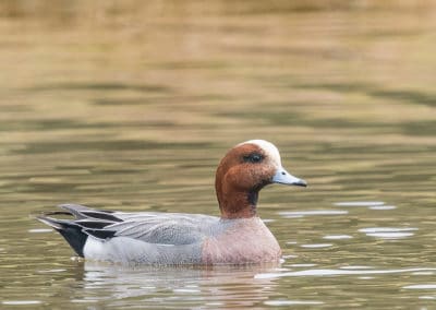 Un canard siffleur mâle nage dans l'eau - Instinct Animal