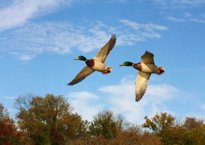 2 canards colvert sauvages en vol - Instinct Animal