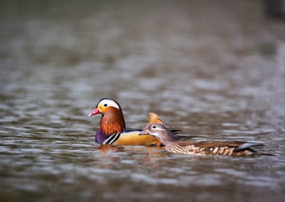 Couple de canards mandarins : mâle + cane sur l'eau - Instinct Animal