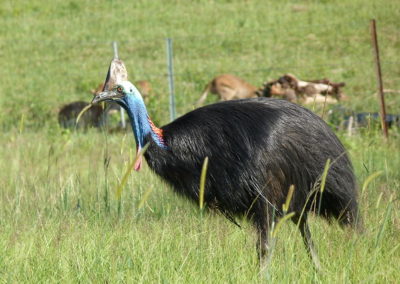 Casoar à casque, oiseaux agressif et dangereux - Instinct Animal