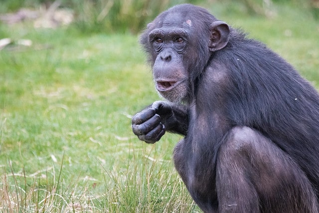 L'automédication chez les chimpanzés, singes et primates - Instinct Animal