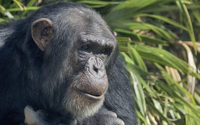 Bonobo et chimpanzé : quelles différences ?