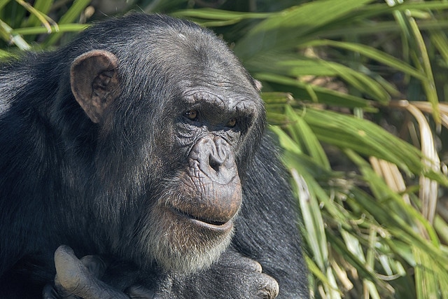 Bonobo et chimpanzé : quelles différences ?