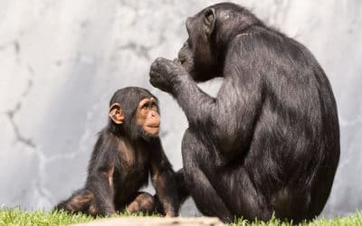 L’automédication des chimpanzés pour soigner leurs maladies