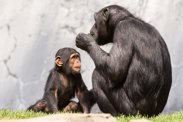 L’automédication des chimpanzés pour soigner leurs maladies
