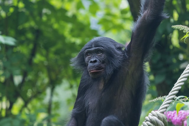 Différences entre le chimpanzé et le bonobo - Instinct Animal