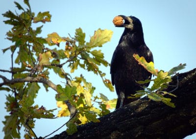 Corbeau freux avec une noix dans le bec - Instinct Animal