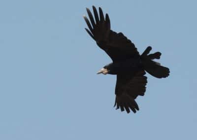 Corbeau freux en vol, oiseau noir - Instinct Animal