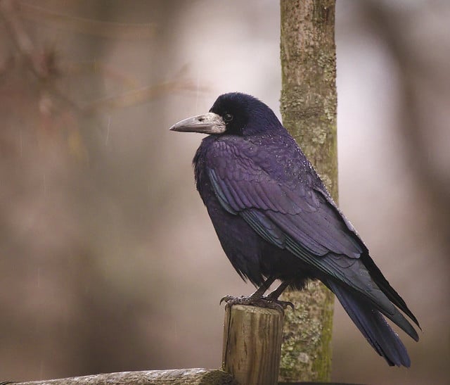 Corbeau freux, oiseau omnivore, corvidé - Instinct Animal