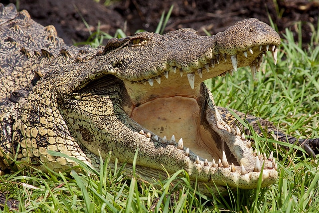 Le sexe des crocodiles du Nil est déterminé par la température des oeufs - Instinct Animal