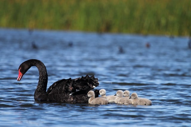 Cygne noir et ses poussins naent dans l'eau - Instinct Animal