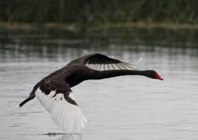 Un cygne noir en vol au dessus de l'eau - Instinct Animal