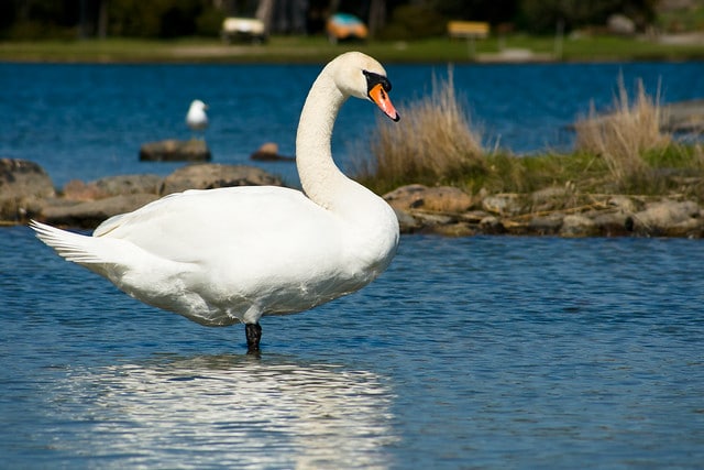 Cygne Tubercule Description De L Oiseau Avec Photos Instinct Animal