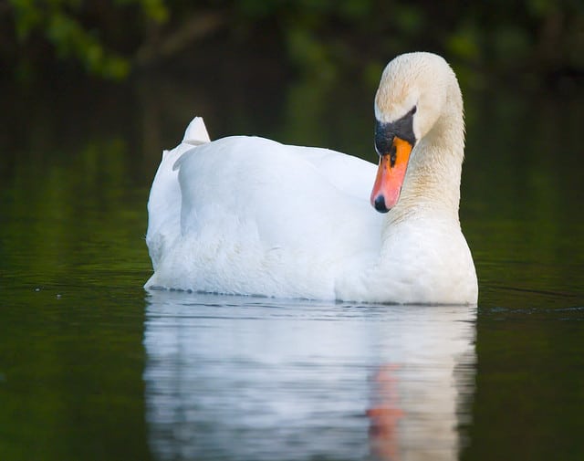 Cygne Tubercule Description De L Oiseau Avec Photos Instinct Animal