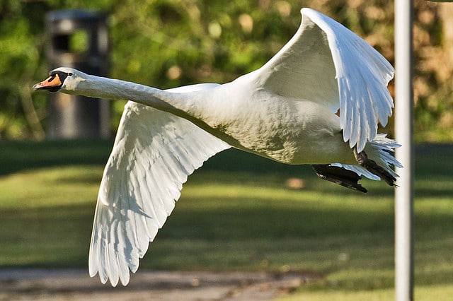 Cygne Tubercule Description De L Oiseau Avec Photos Instinct Animal