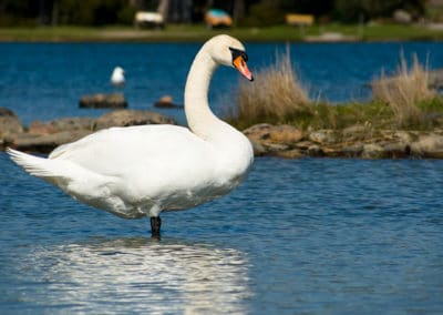 Un cygne tuberculé au bord d'un étang - Instinct Animal