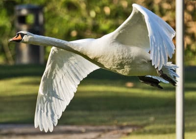 Un cygne tuberculé en vol - Instinct Animal