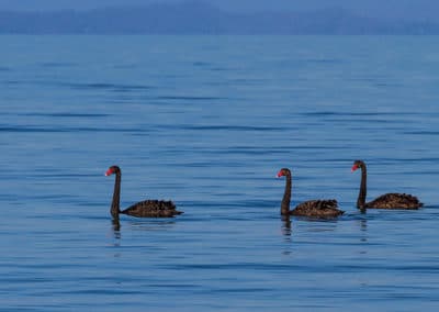 Cygnes noirs, oiseaux grégaires et sociaux - Instinct Animal