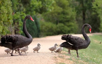 L’homoparentalité existe aussi chez les cygnes noirs !