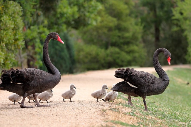 L’homoparentalité existe aussi chez les cygnes noirs !