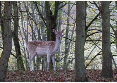 Daim femelle, biche, cervidé d'Europe - Instinct Animal