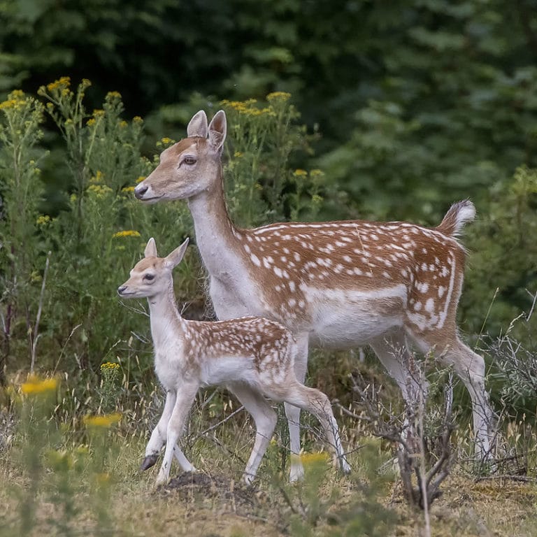 Comment S Appelle La Femelle Du Daim Daim : description du cervidé + photos - Instinct Animal