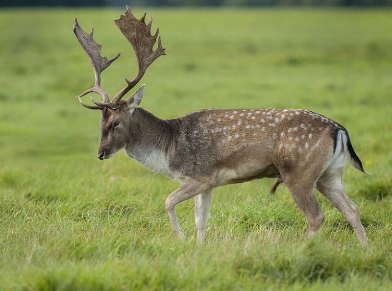 animal doue pour l épargne retraite