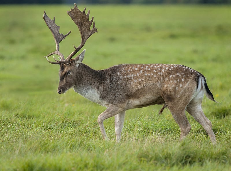 Daim Description Du Cervide Photos Instinct Animal