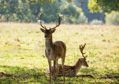 2 daims mâles, grands cervidés d'Europe - Instinct Animal