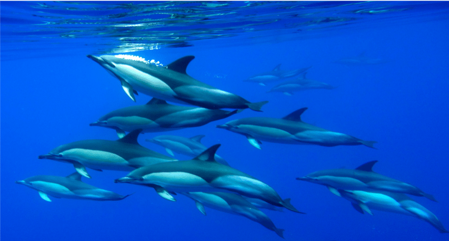 Le dauphin utilise un sonar (ultrasons) pour se repérer dans la mer - Instinct Animal