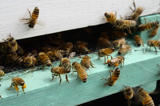 L'utilisation de ruches et d'abeilles pour protéger les éléphants - Instinct Animal