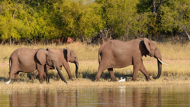 éléphants d'Afrique en groupe - Instinct Animal