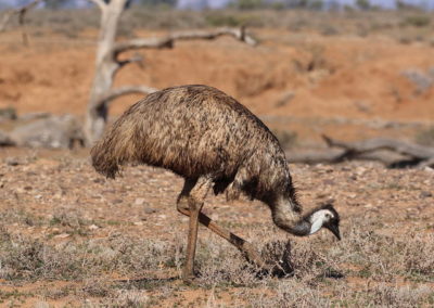 Emeu d'Australie, oiseau incapable de voler - Instinct Animal