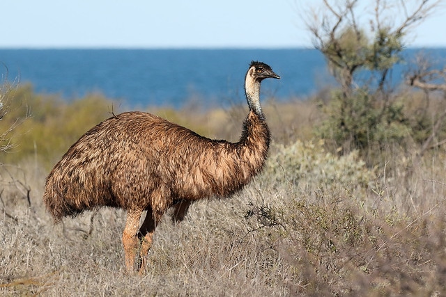 Emeu d'Australie, oiseau coureur qui ne vole pas - Instinct Animal