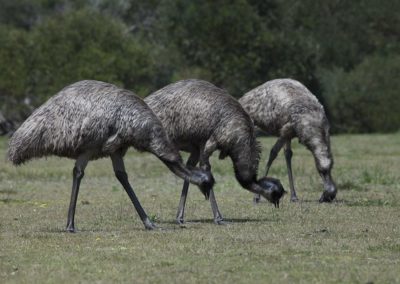 Groupe d'émeus d'Australie, oiseaux coureurs - Instinct Animal