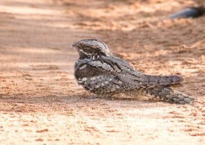 Engoulevent d'Europe, oiseau capable de se camoufler dans son environnement - Instinct Animal