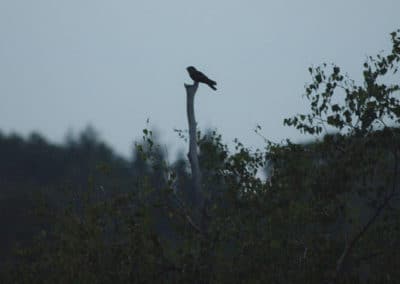 Engoulevent d'Europe sur un perchoir, oiseau chasseur nocturne - Instinct Animal