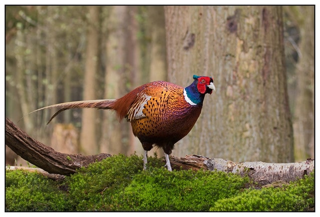 Faisan de colchide au plumage de couleurs vives - Instinct Animal