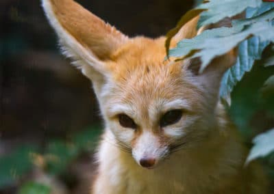 Fennec, canidé sauvage aux grandes oreilles - Instinct Animal