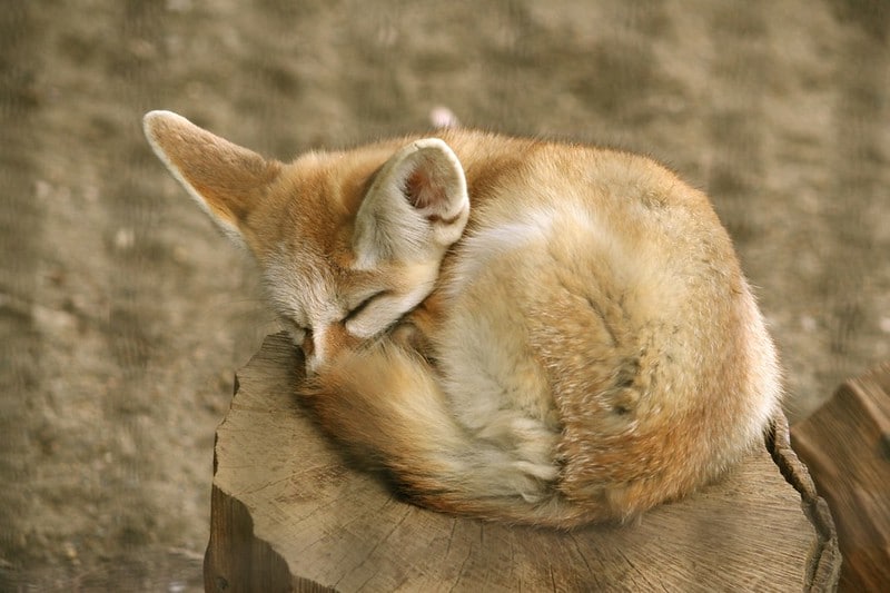 Fennec, canidé sauvage d'Afrique - Instinct Animal