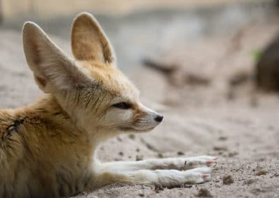 Fennec, renard du désert, petit canidé - Instinct Animal