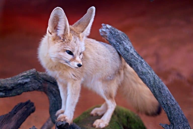fennec description du renard photos instinct animal fennec description du renard photos instinct animal